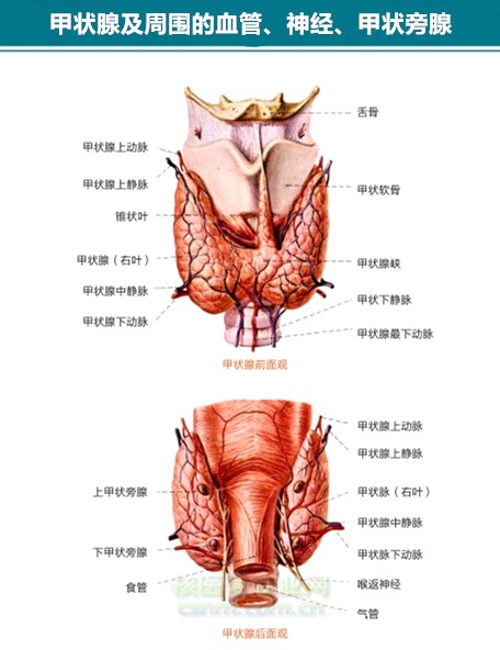 导致残留甲状腺组织吸收到的射线能量不均匀,从而使腺体中心部位所